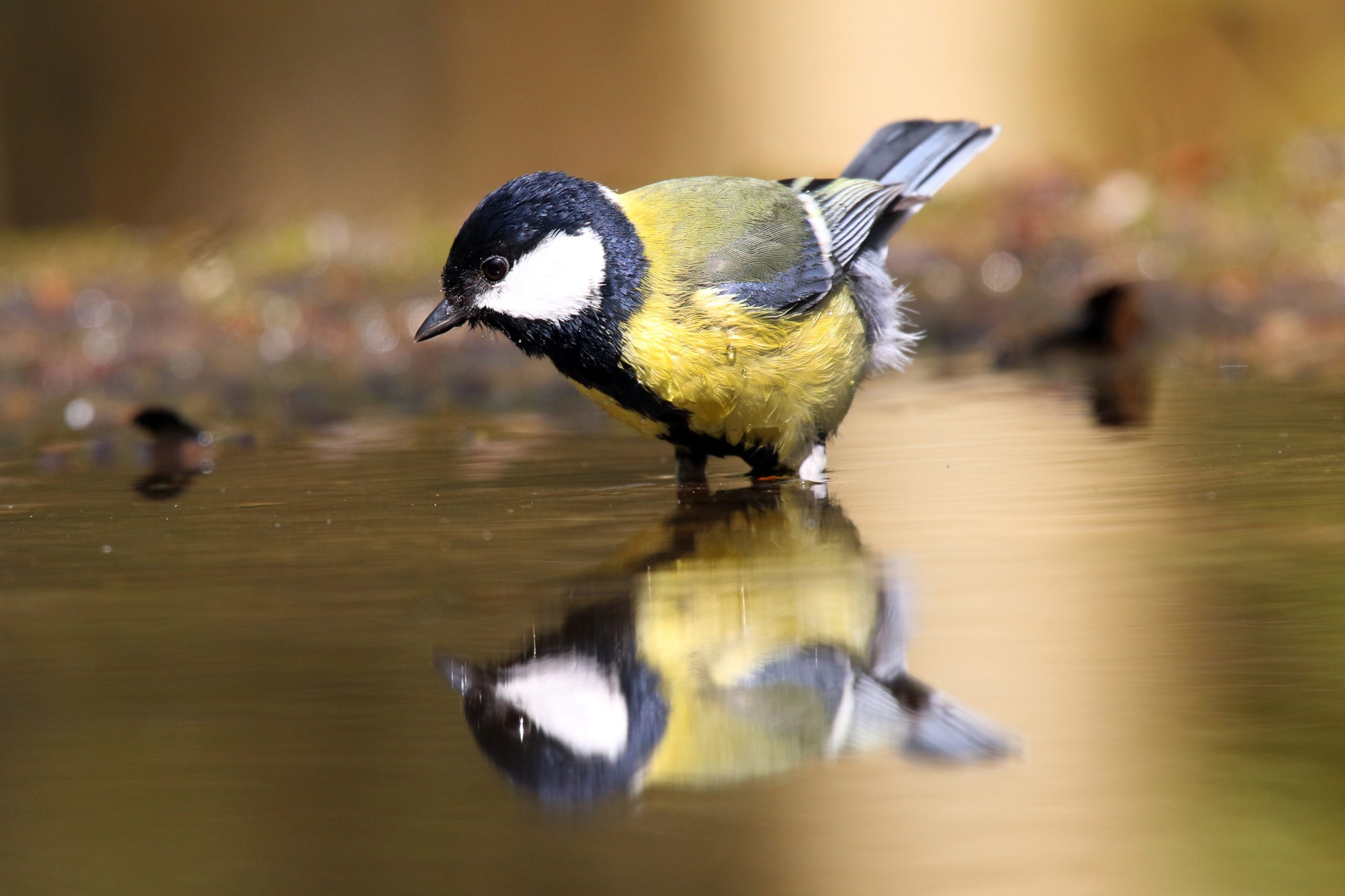 Vogels in de tuin