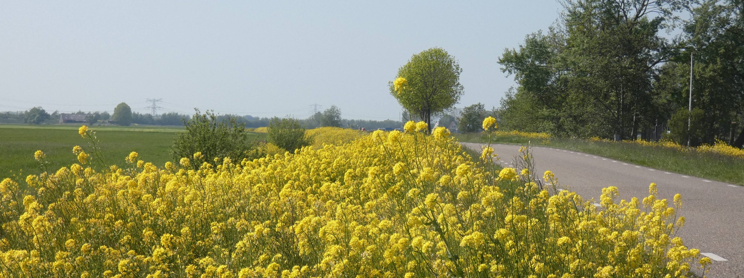 raapzaad