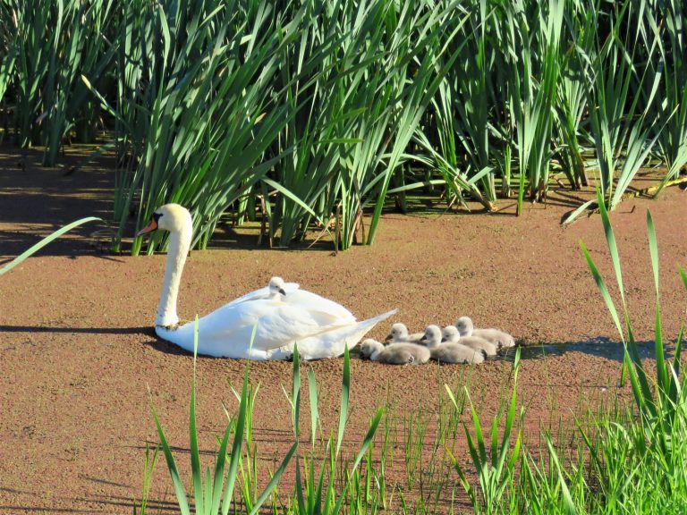Witte zwaan met zes cygnets op een vijver, omringd door riet.