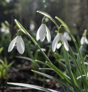 sneeuwklokjes