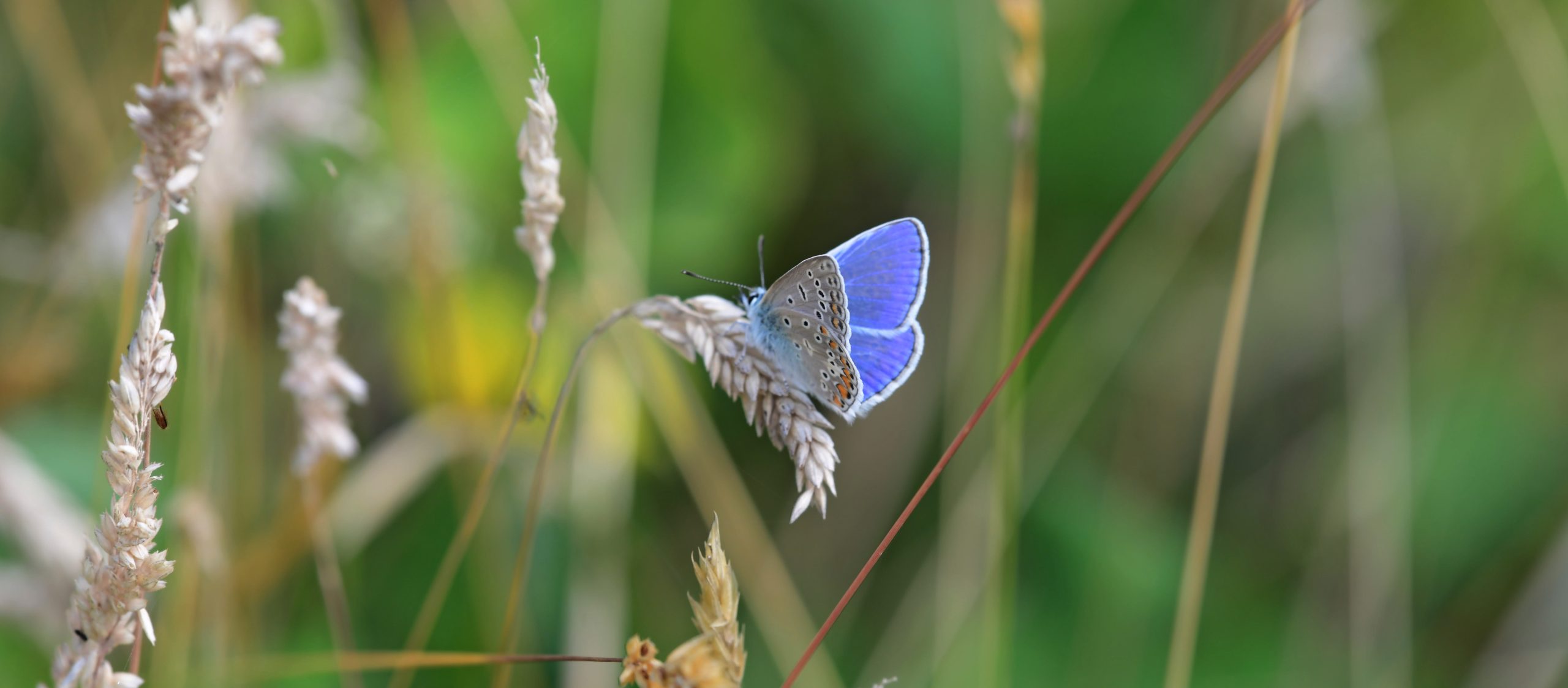 icarus blauwtje
