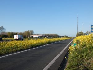 raapzaad berm