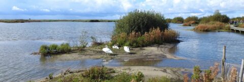 Marker wadden