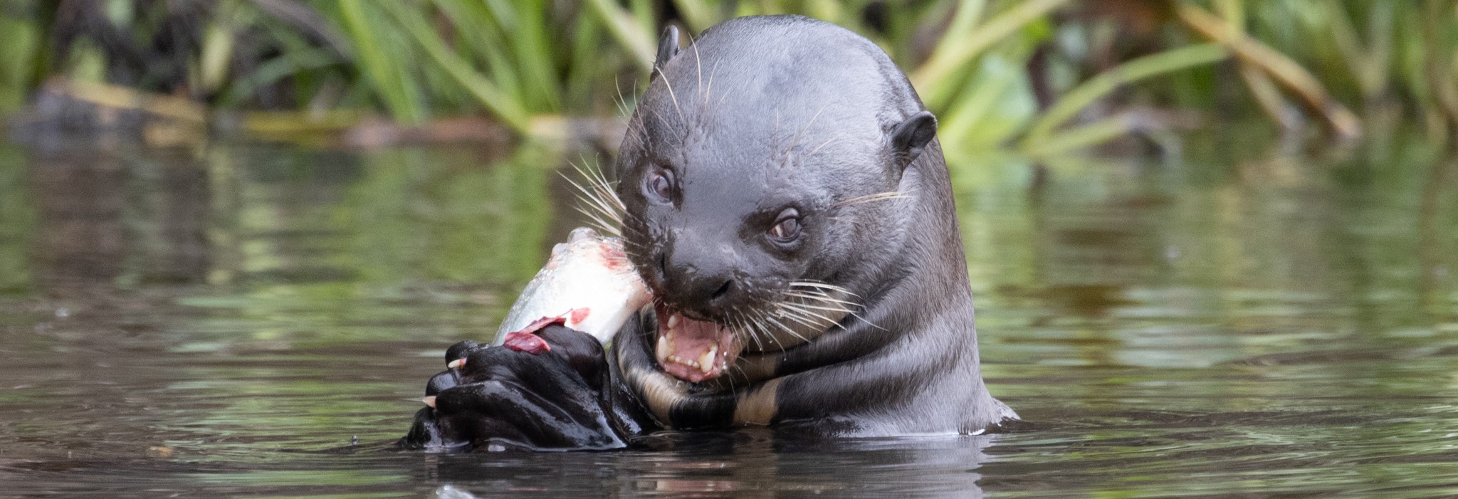 reuzwenotter