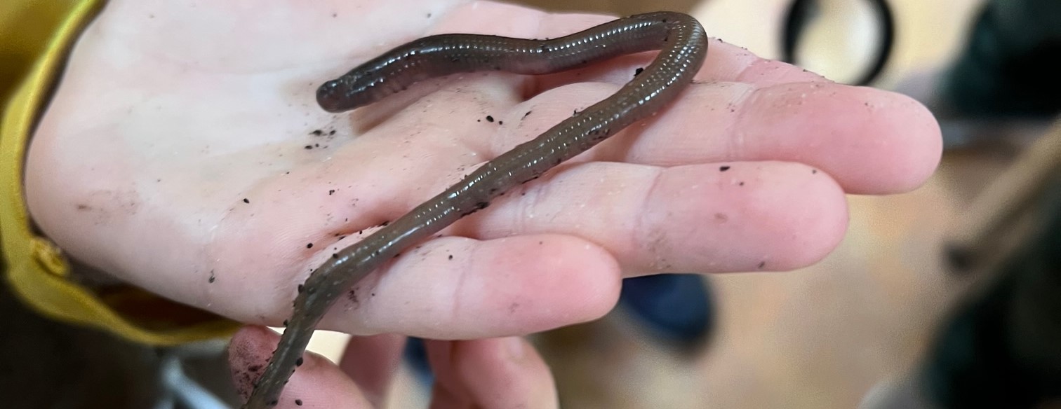 worm