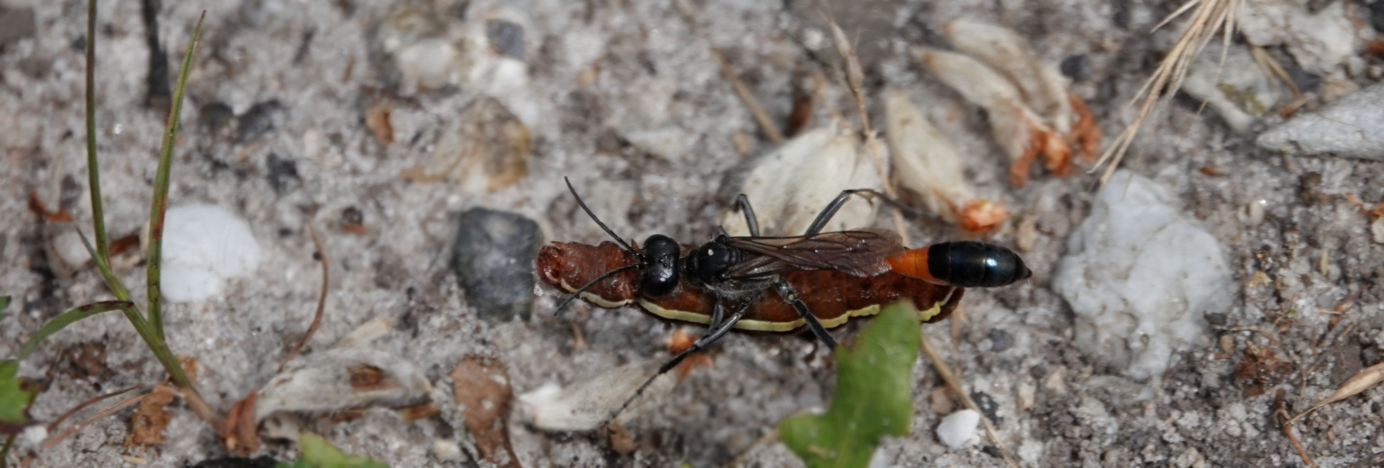 Een zwarte wesp met oranje markeringen op zandgrond, met een groen blaadje op de voorgrond.