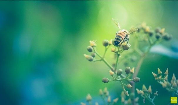 Bij op groene plant tegen wazige, groene achtergrond.