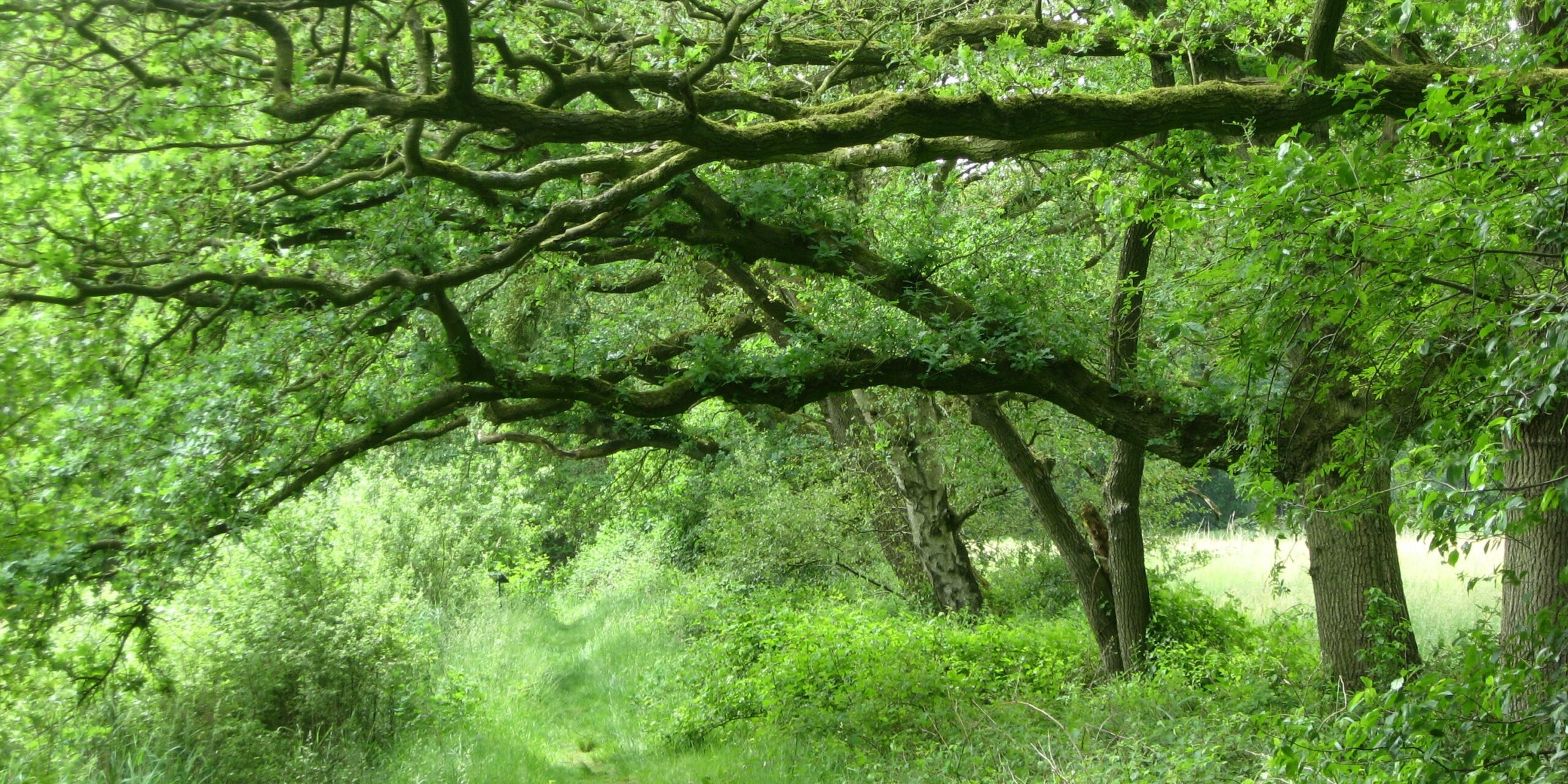 Bospad omgeven door groene bomen en dichte vegetatie met overhangende takken.
