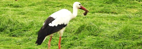 ooievaar