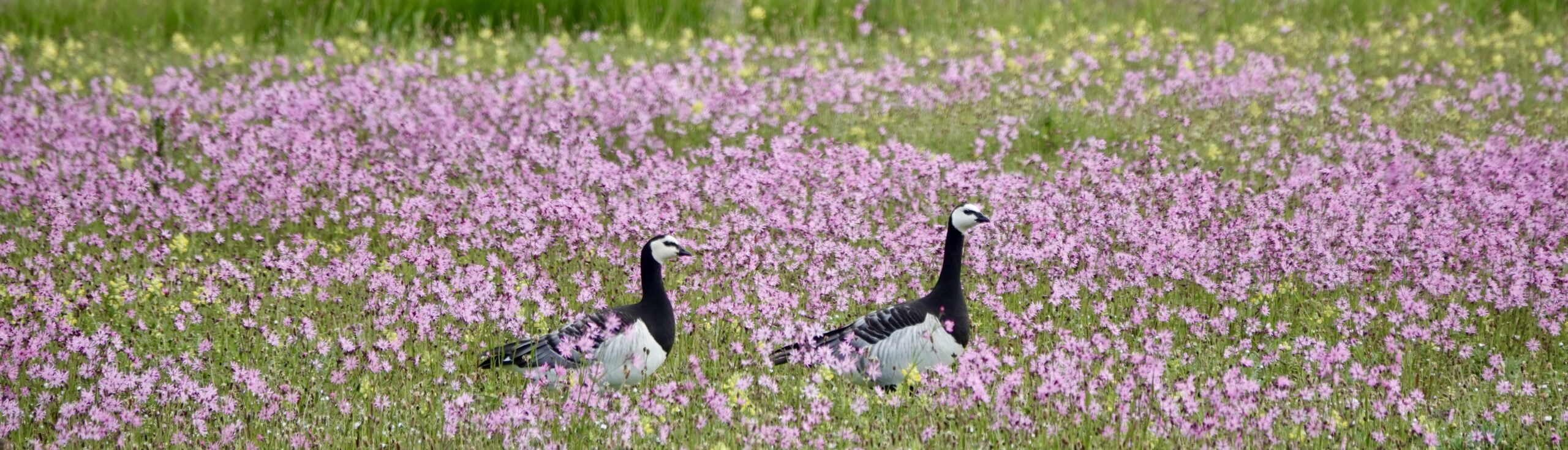 Twee ganzen in een veld met bloeiende roze bloemen.