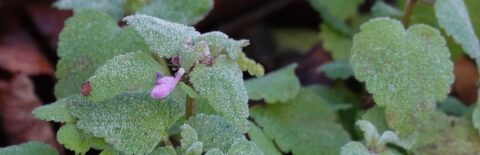 Groene bladeren met rijp en een kleine paarse bloemknop zichtbaar op een koude ochtend.