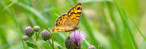 Oranje vlinder op een paarse bloem, omgeven door groen gras.