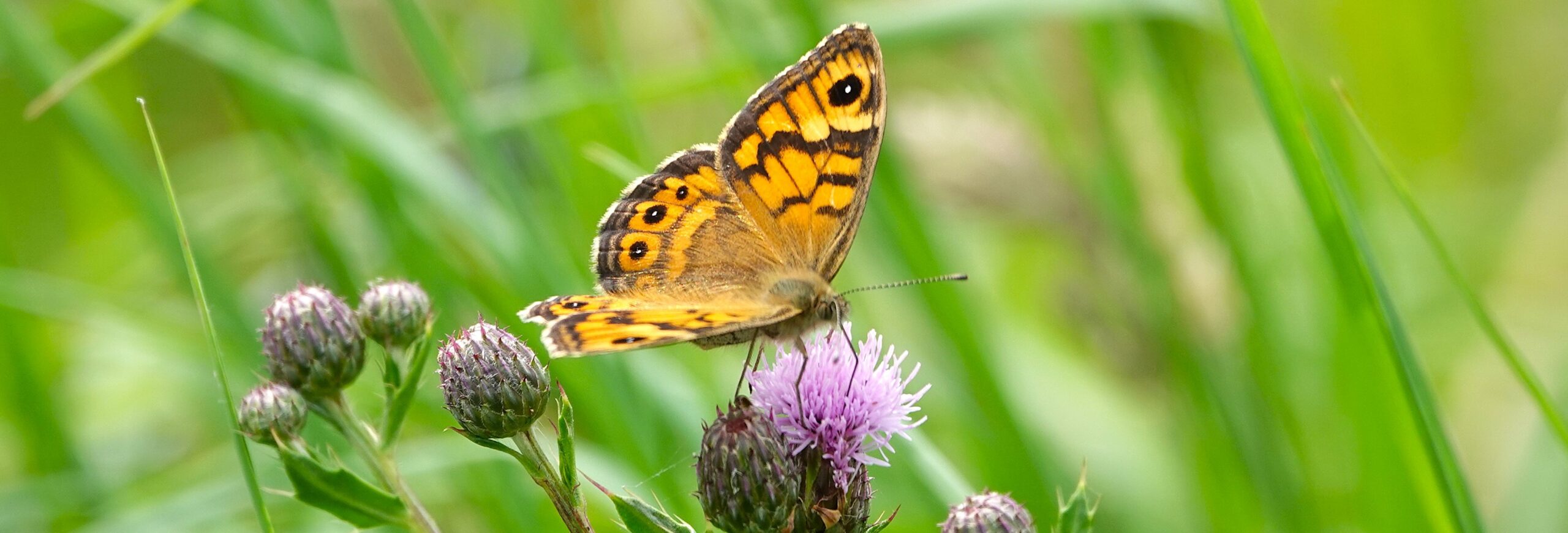 Oranje vlinder op een paarse bloem, omgeven door groen gras.
