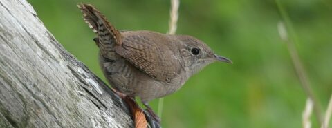 Kleine bruine vogel zit op een boomstam tegen een groene achtergrond.
