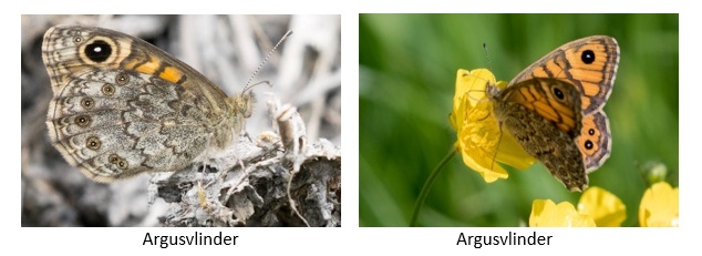 argusvlinder
