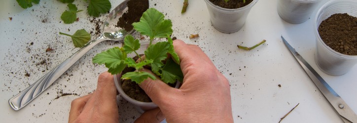 Handen planten een zaailing in een plastic beker op een tafel, omringd door aarde en gereedschap.