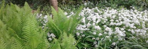 Groenblijvende varens naast een veld met witte bloemen in een weelderige tuin.