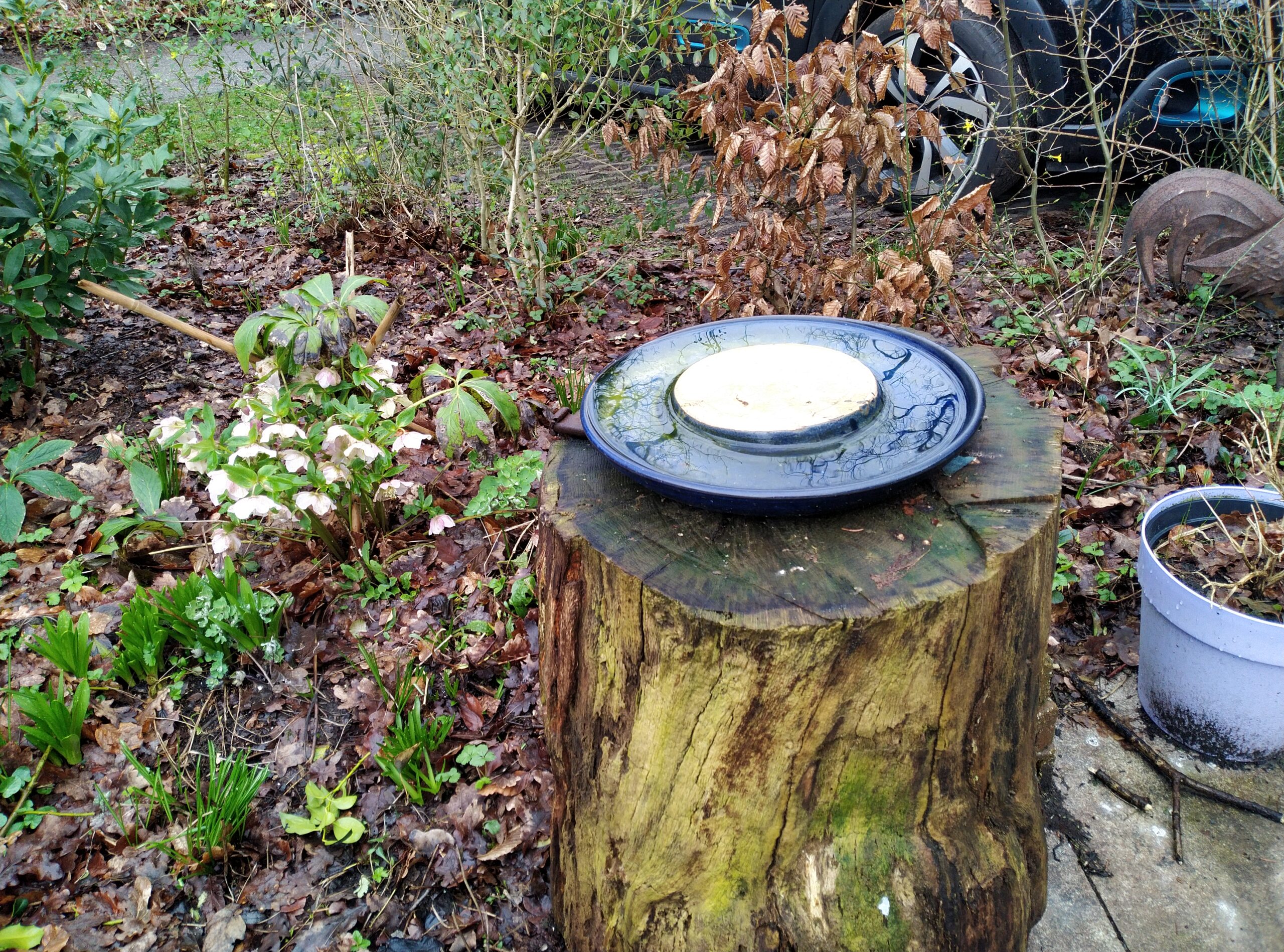 Boomstronk met een bord erop, omgeven door planten en droge bladeren in een tuin.
