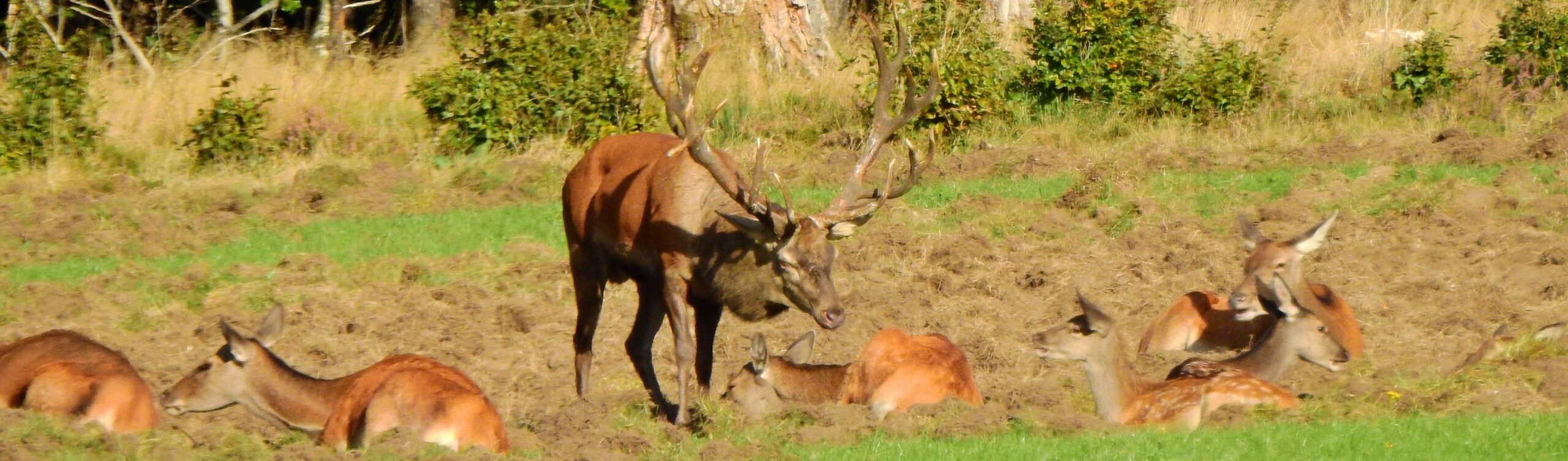 Een mannelijke hert met grote gewei naast zittende herten in een grasveld.
