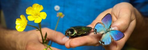 Handen met een groene kever, blauwe vlinder en gele bloemen op blauwe achtergrond.