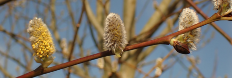 Tak met bloeiende wilgenkatjes tegen een blauwe lucht.