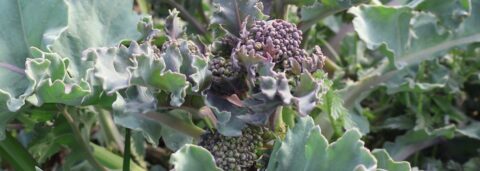 Paarse broccoli met gegolfde groene bladeren in de zon.
