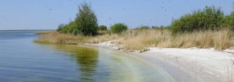 Rustig meer met zandstrand en groene struiken onder een heldere blauwe hemel.