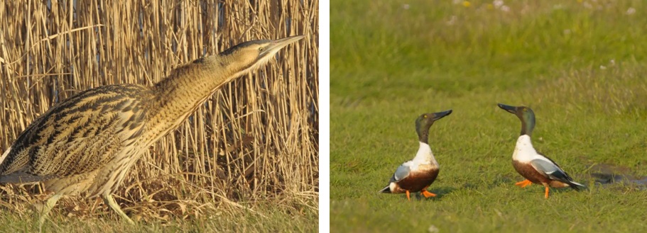 Roerdomp en slobeend