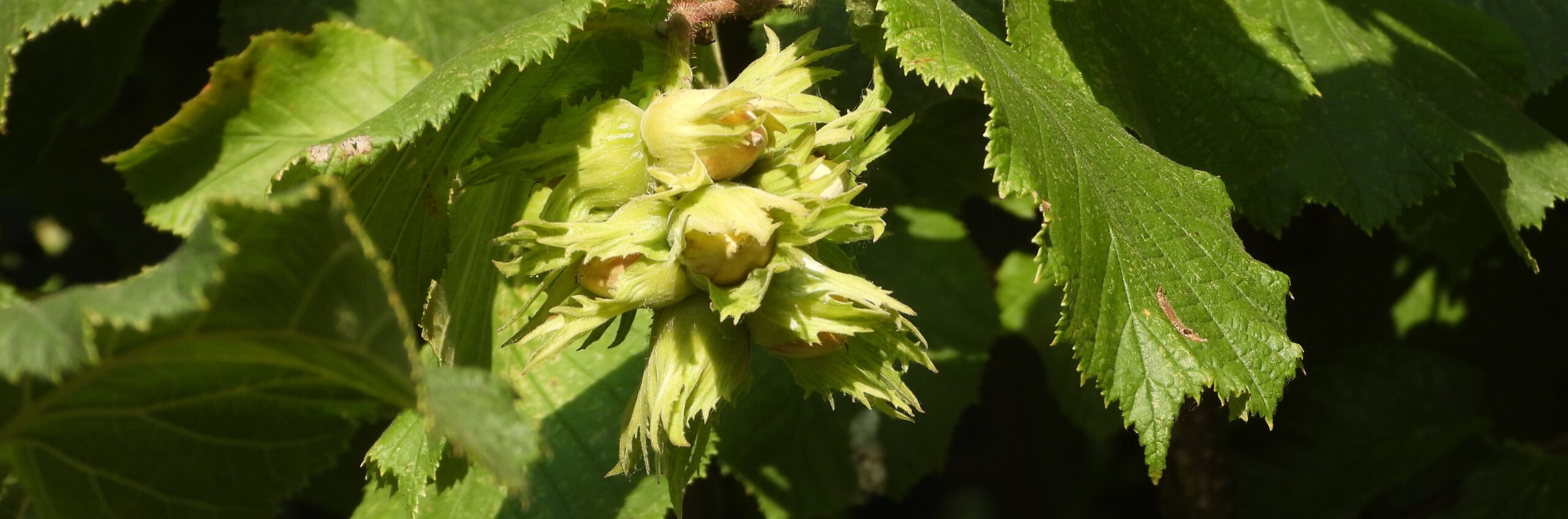 Hazelnoten in hun schil, omringd door groene bladeren.