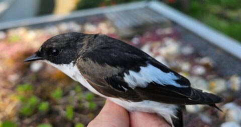 Een zwart-witte vogel wordt voorzichtig in een hand gehouden, met een onscherpe achtergrond.