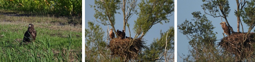 zeearend