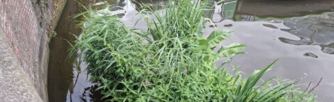 Weelderige waterplanten groeien langs een bakstenen muur bij een rustig kanaal.