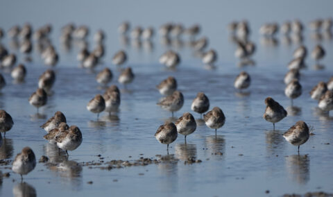 Groep vogels rustend in ondiep water op een modderige kustlijn.