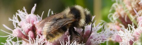 Hommel op roze bloem met fijne bloemblaadjes, close-up.