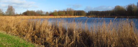 Een helder blauwe vijver omgeven door riet en bomen onder een bewolkte, blauwe hemel.