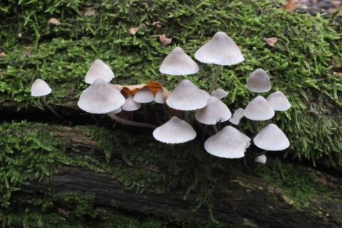 paddestoelen_fotograferen_04