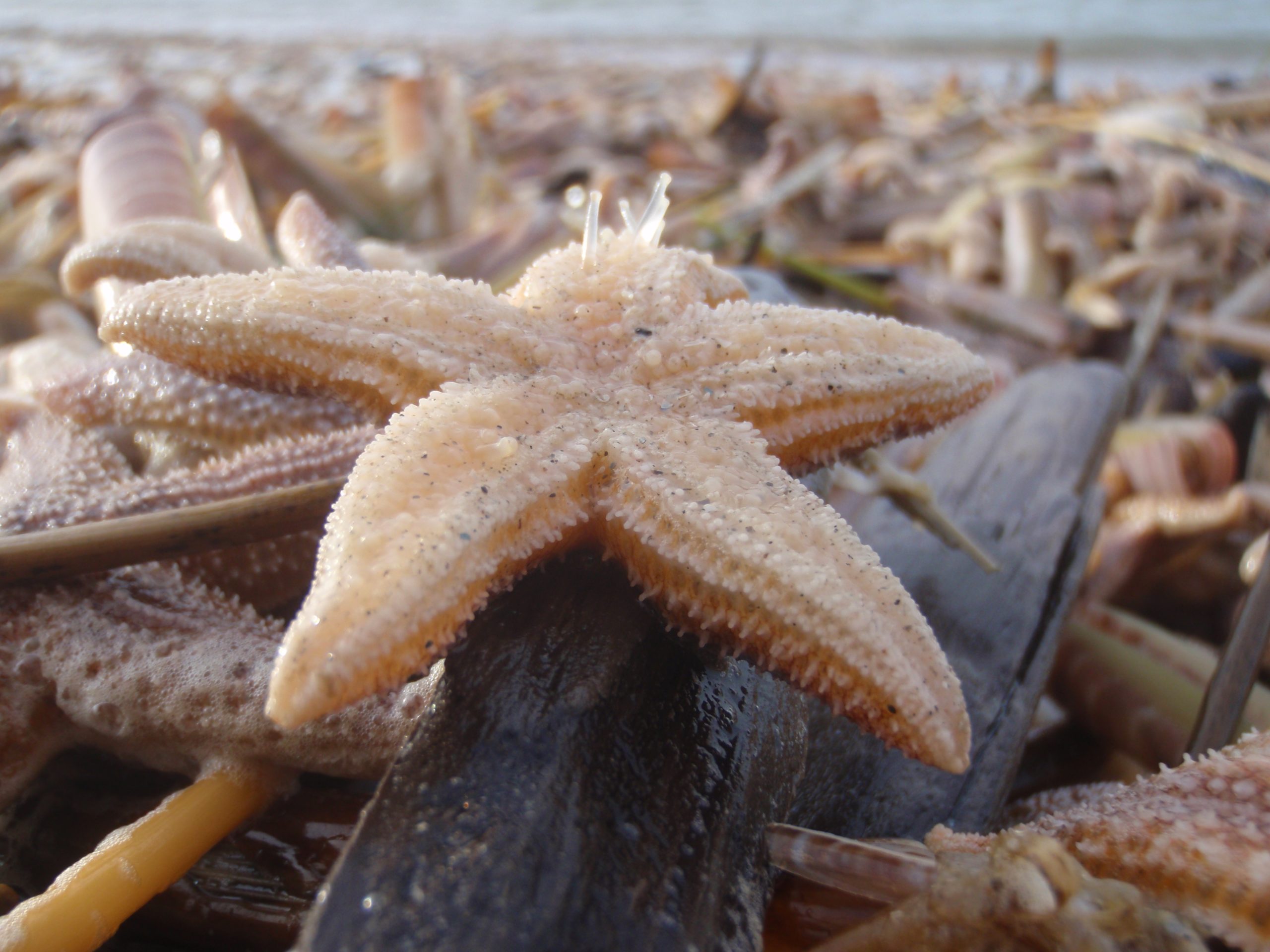 Strandgroep