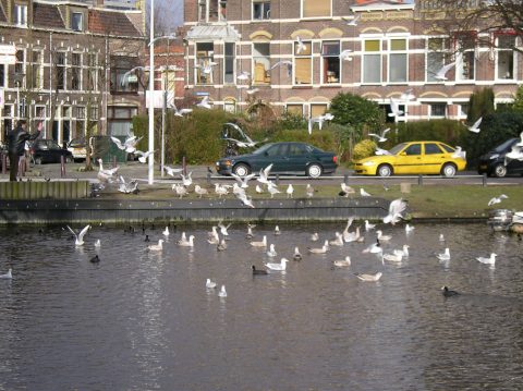Stadswandeling klimaatverandering – Leiden
