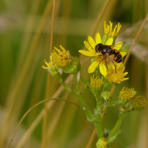 Workshop (zoom) “Wilde bijen herkennen”