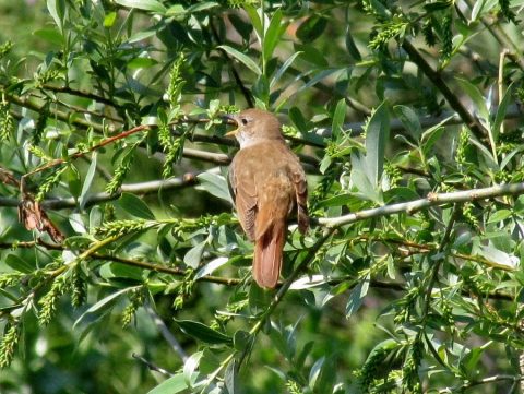 Natuurwandeltocht, Katwijk