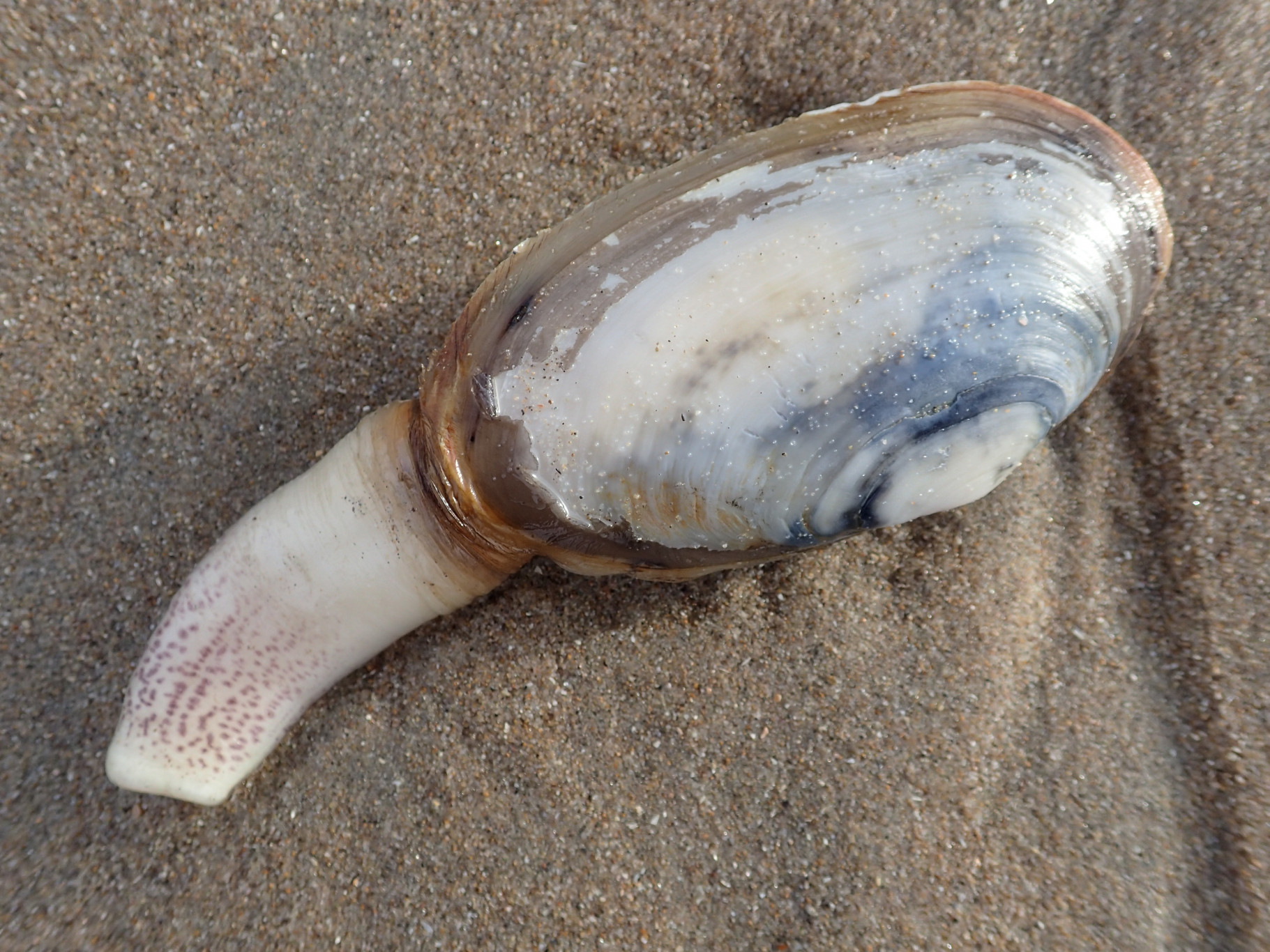 Strandexcursie, Katwijk