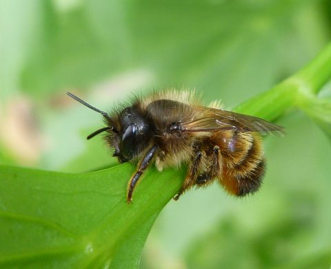 Online lezing: herkenning van Wilde Bijen op 11 mei
