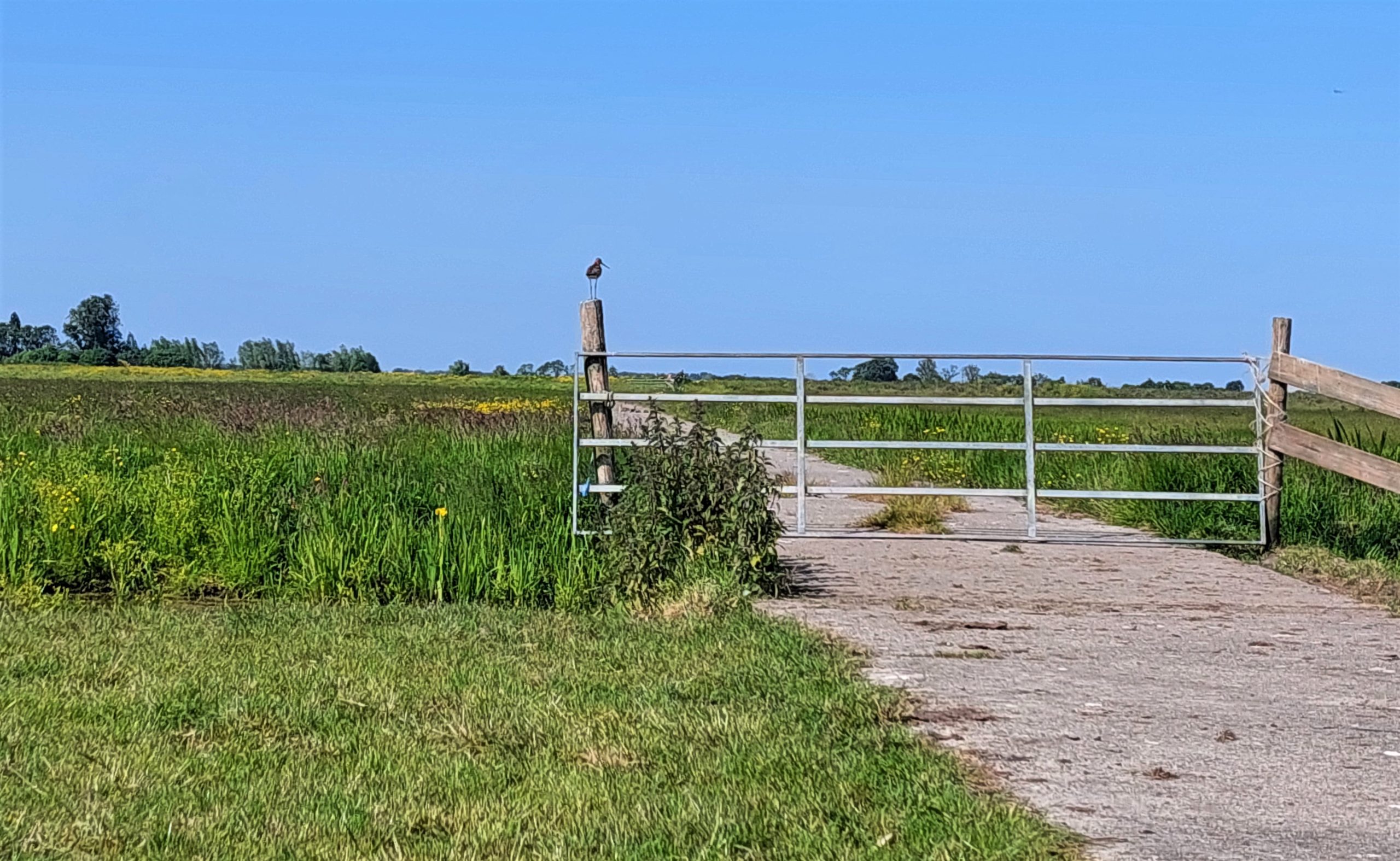 Landelijk landschap met een metalen hek op een pad en een vogel zittend op een paal.