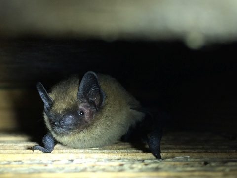 Kleine vleermuis hangt onder een houten oppervlak, kijkt vooruit met opstaande oren.