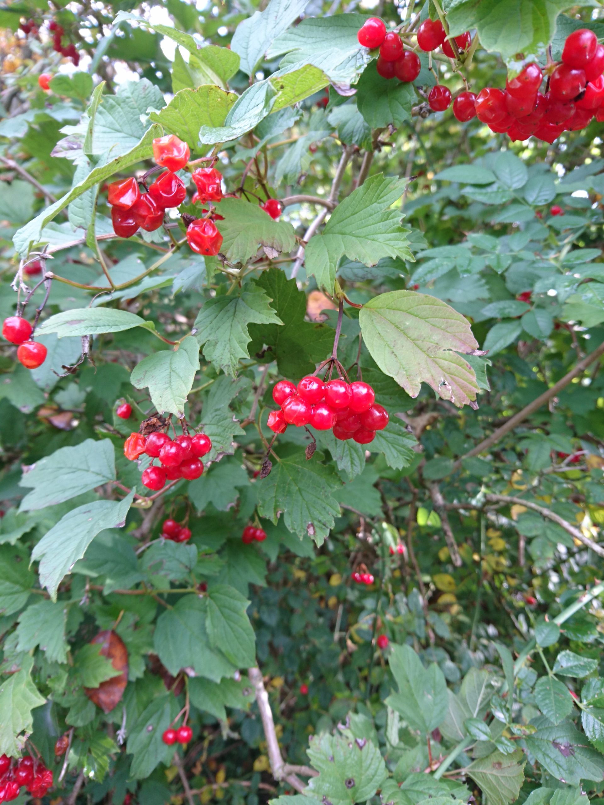 Takken met felrode bessen en groene bladeren in een weelderige struik.