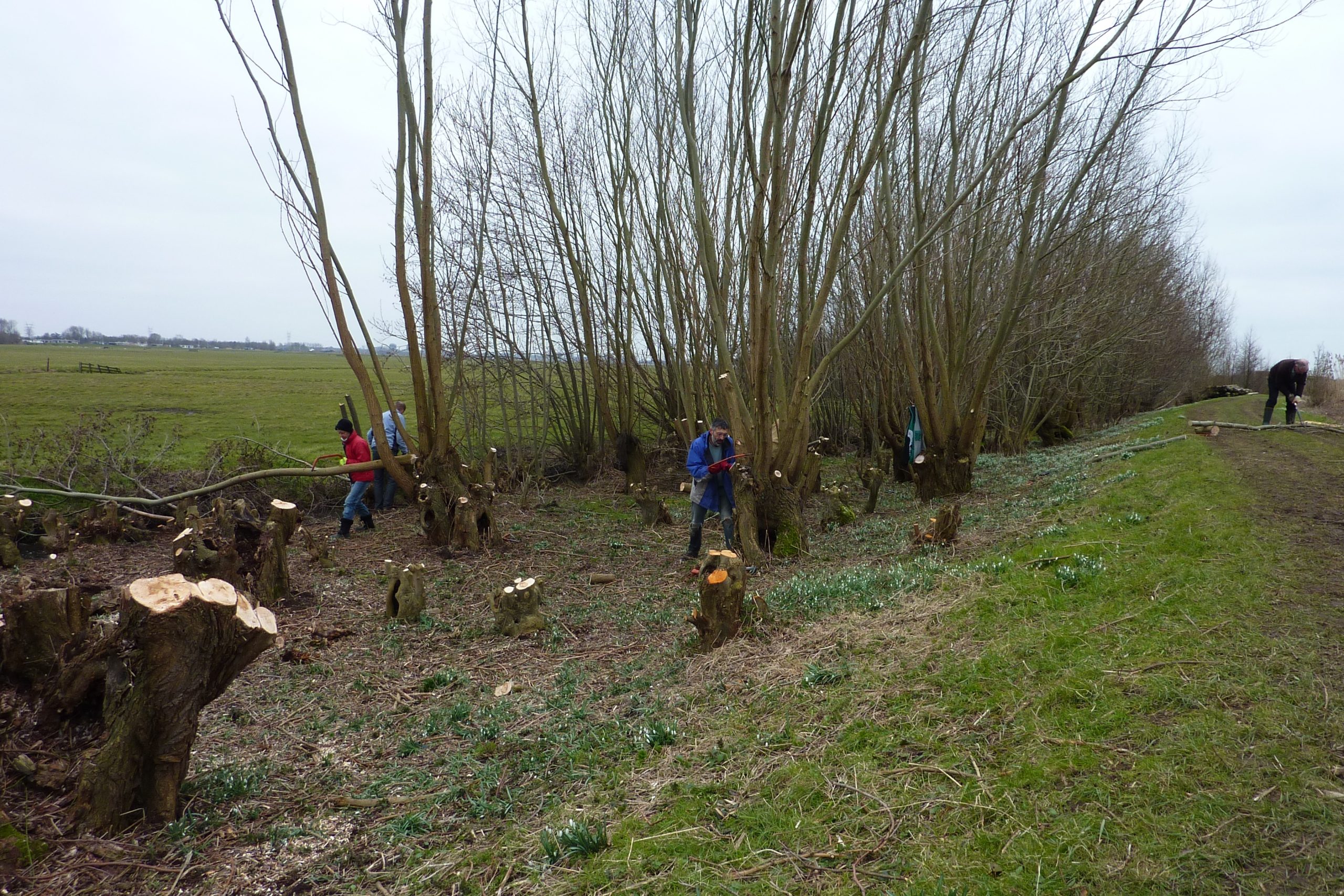 Personen knotten wilgen langs een grasstrook, met afgezaagde stammen op de voorgrond.