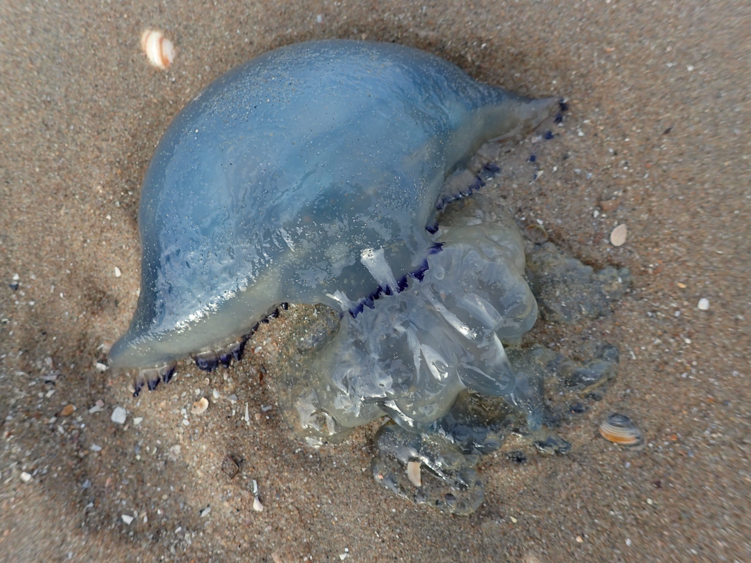 Blauwe kwal op nat zandstrand, met schelpen rondom.