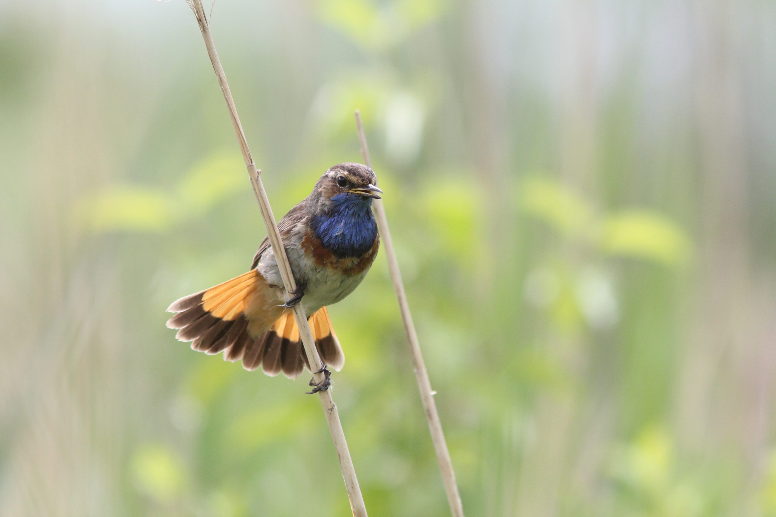 Een zangvogel met blauwe borst zit op een rietstengel in een groene omgeving.