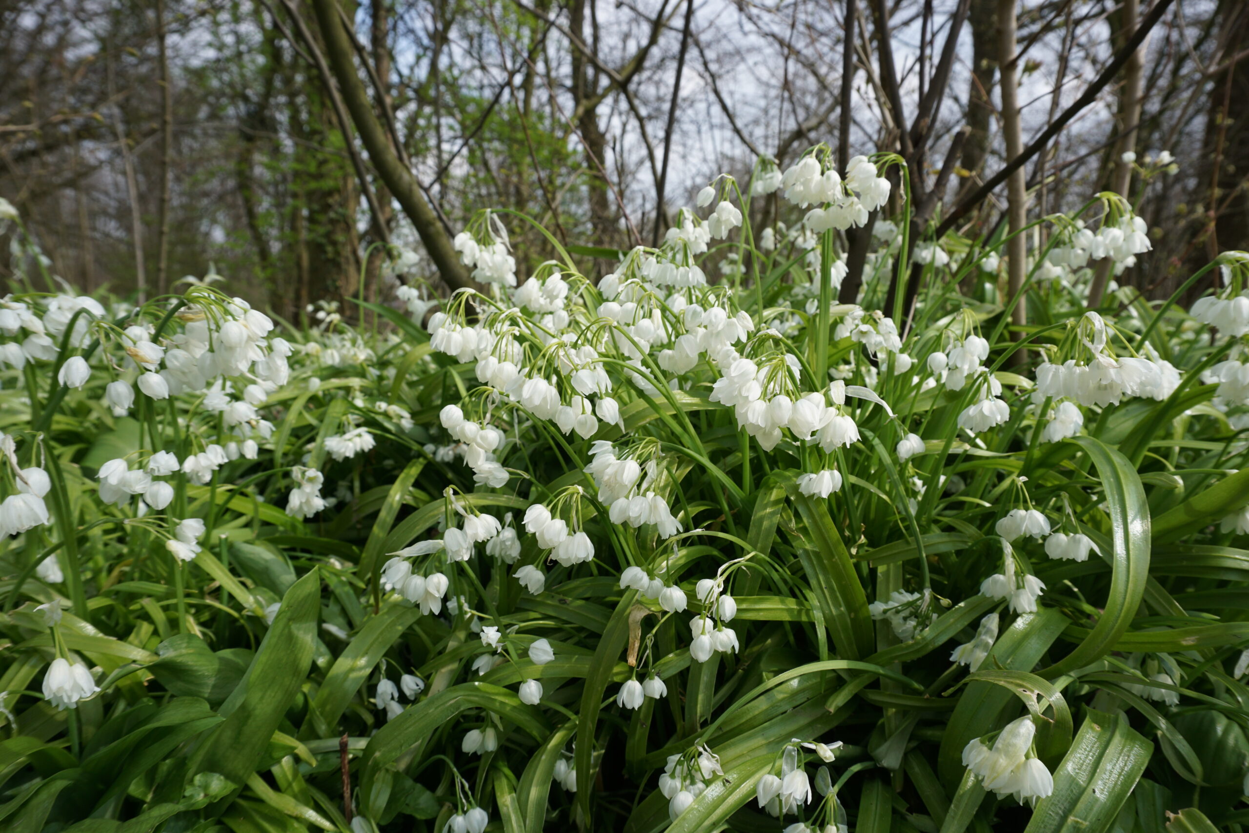 Witte bloemen met klokvormige kelken en groene bladeren in een bosachtige omgeving.