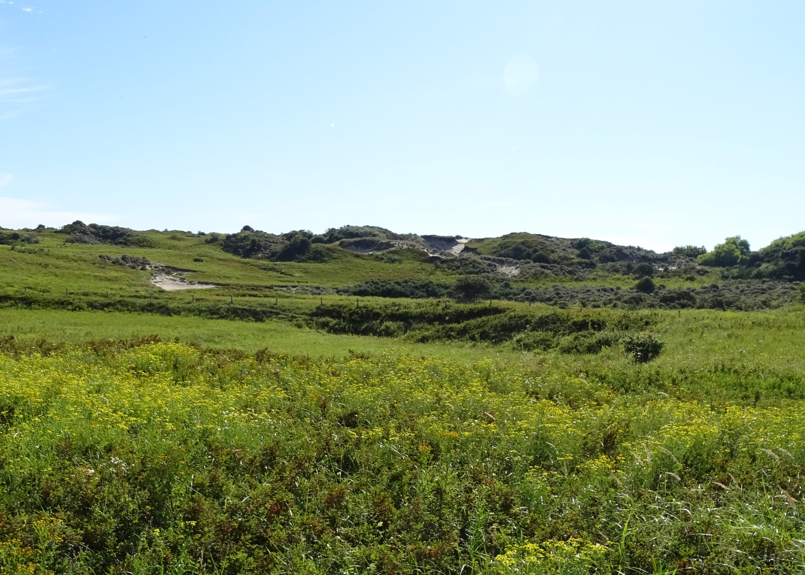 Weidse groene duinlandschap met wilde bloemen en struiken onder een heldere blauwe lucht.